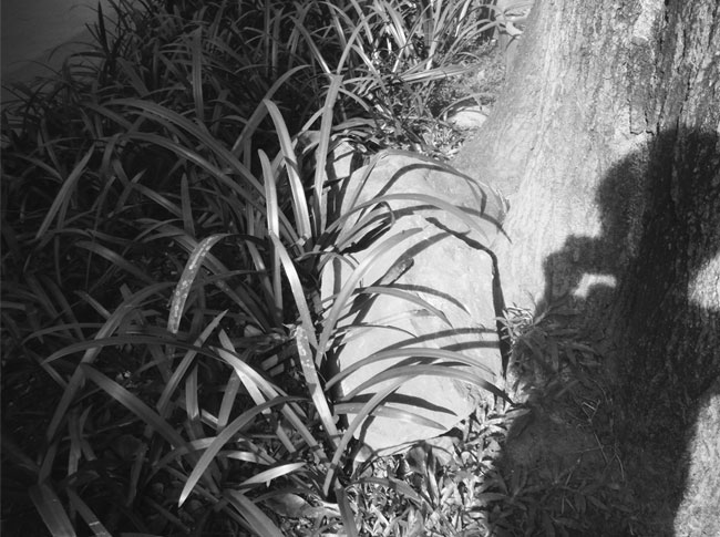 Elc Atelier Of Nature Plants And Shadows | City School International School Bangkok