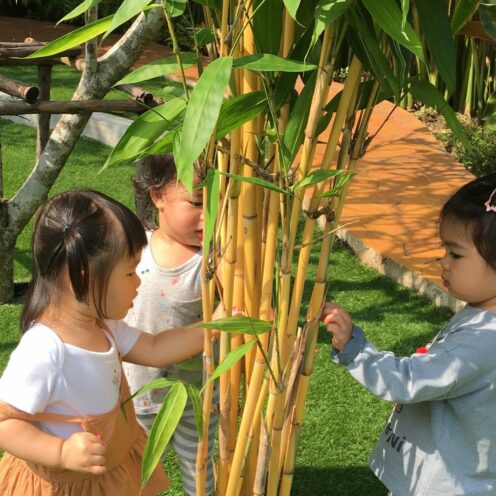 Learning From Nature | Purple Elephant 49 International School Bangkok Learning From Nature | Purple Elephant 49 International School Bangkok