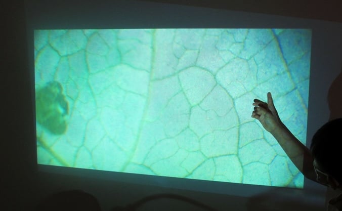 A student presenting a close-up image of a leaf